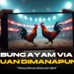 Mengenal Dunia Sabung Ayam: Provider, Jenis Ayam, dan Strategi Unggul