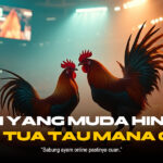 Mengenal SV388: Platform Sabung Ayam Terpercaya dan Canggih