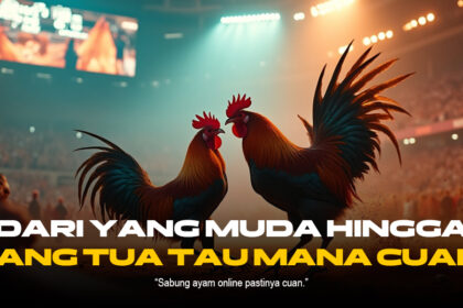Mengenal SV388: Platform Sabung Ayam Terpercaya dan Canggih