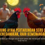 Mengenal Jenis Ayam Bangkok dalam Sabung Ayam SV388