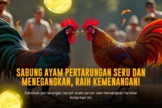 Mengenal Jenis Ayam Bangkok dalam Sabung Ayam SV388