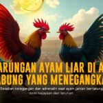 Nikmati Sensasi Sabung Ayam SV388 dengan Peluang Menang Besar!