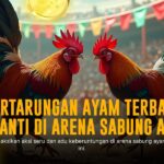 Mengenal Ayam Bangkok dalam Sabung Ayam SV388