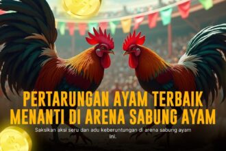 Mengenal Ayam Bangkok dalam Sabung Ayam SV388