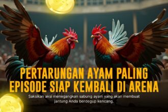 Mengenal Ayam Bangkok: Raja Sabung Ayam yang Legendaris