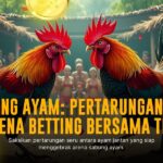 Menggali Kehebatan Ayam Bangkok di Sabung Ayam SV388