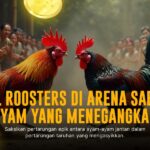 Rahasia Jenis Ayam Bangkok dalam Sabung Ayam SV388