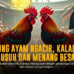 Mengenal Jenis Ayam Bangkok: Raja Sabung Ayam yang Legendaris