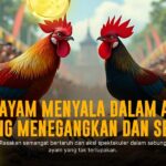 Rahasia Sabung Ayam S128: Jenis Ayam, Odds, dan Provider Terpercaya