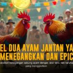 Kehebatan Ayam Bangkok di Sabung Ayam SV388