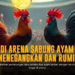 Mengenal Ayam Laga Pukul Mati SV388 yang Legendaris