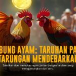 Mengenal Sabung Ayam SV388: Adu Strategi dan Keberuntungan