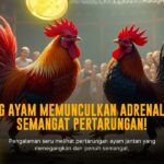 Mengenal Ayam Bangkok: Raja Sabung Ayam dengan Odds Menarik di SV388