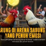 Jagoan SV388: Raja Sabung Ayam Online dengan Odds Terbaik
