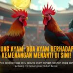 Mengenal Ayam Bangkok: Raja Sabung Ayam yang Tak Tertandingi